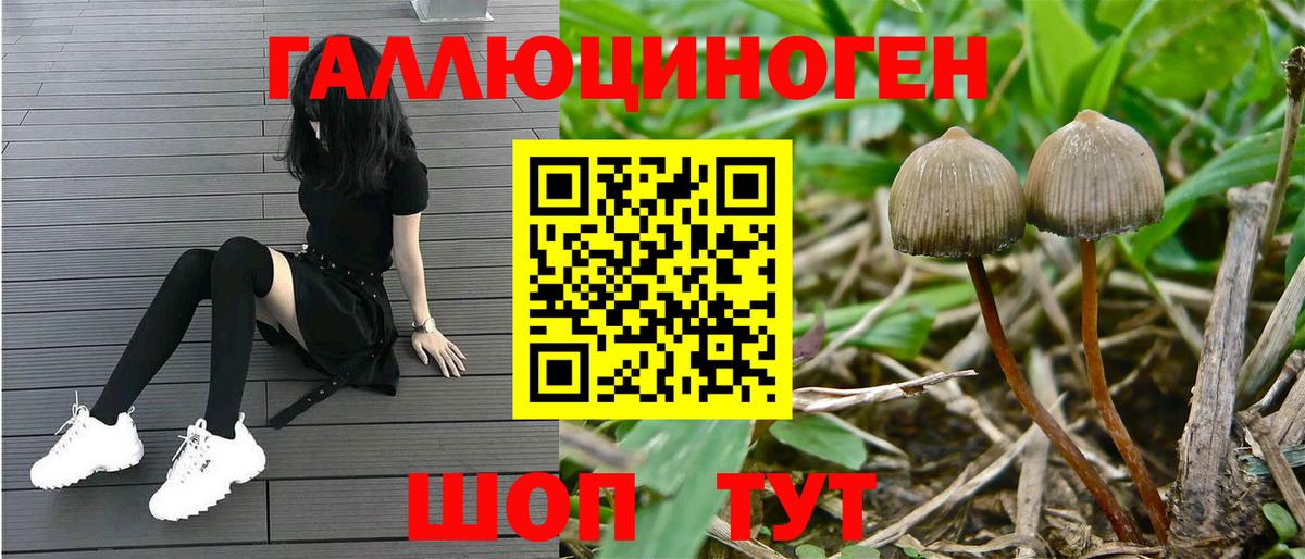 Кунгур  Галлюциногенные грибы Psilocybine cubensis  где можно купить   Вход с VPN 